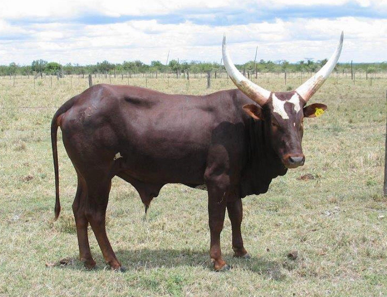 BA2