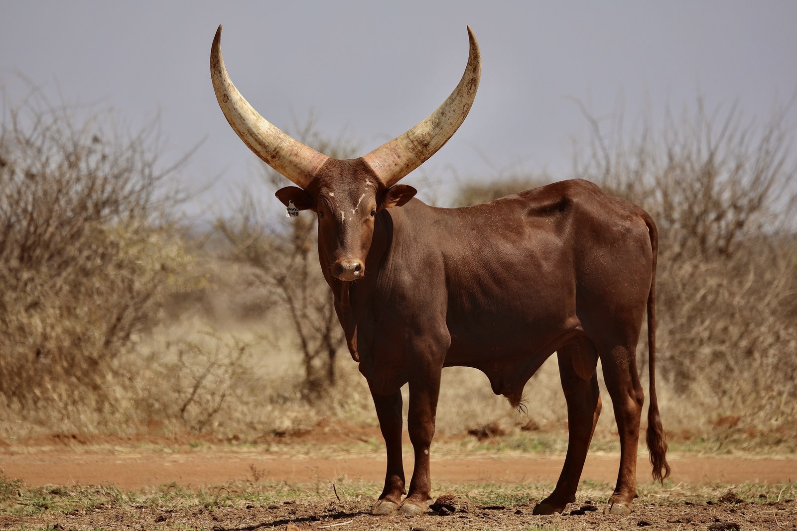 Dyambo Junior