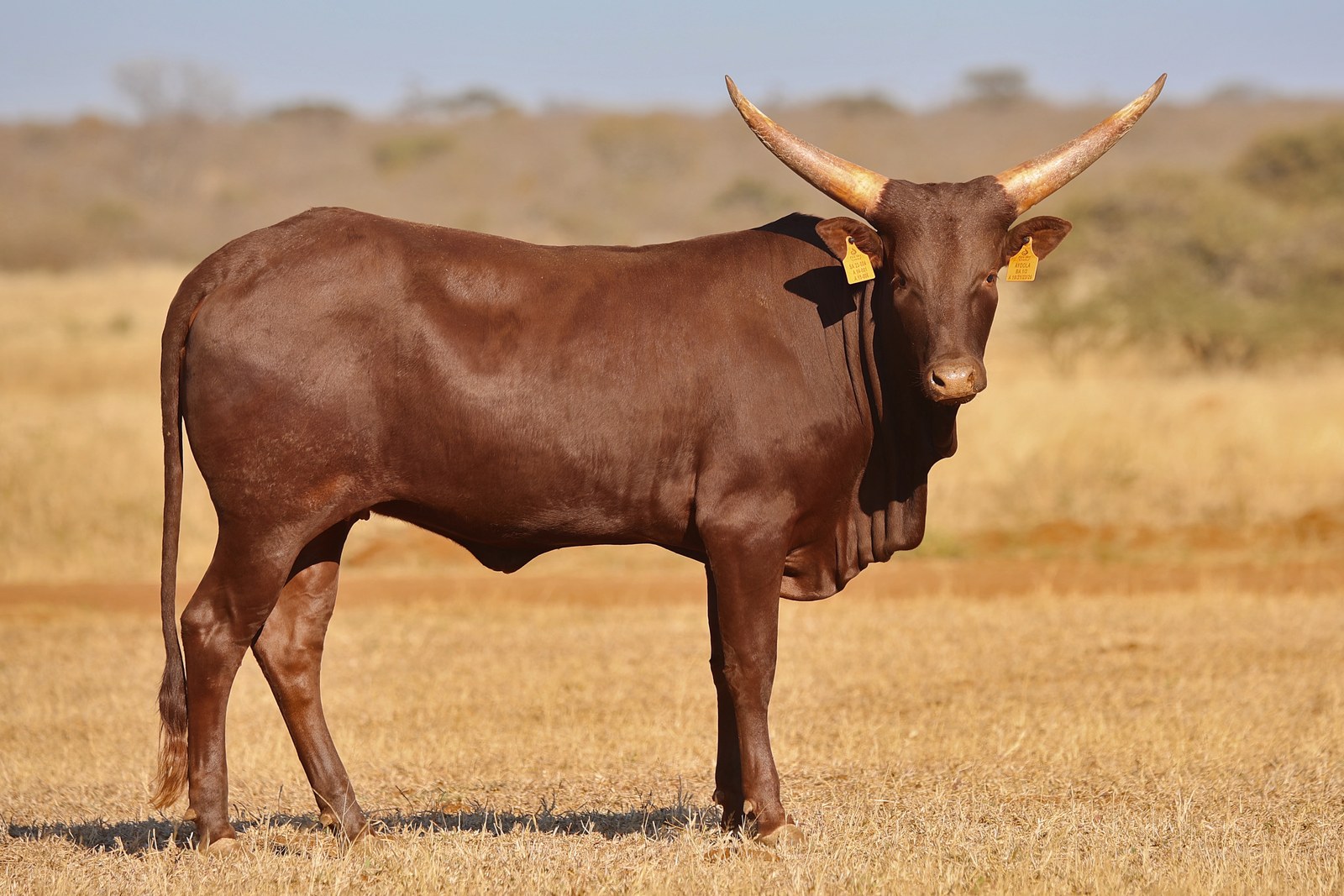 Ayoola